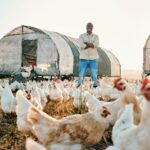 Maximizing Vaccine Efficacy in Poultry: Beat the Heat with Vital Blue